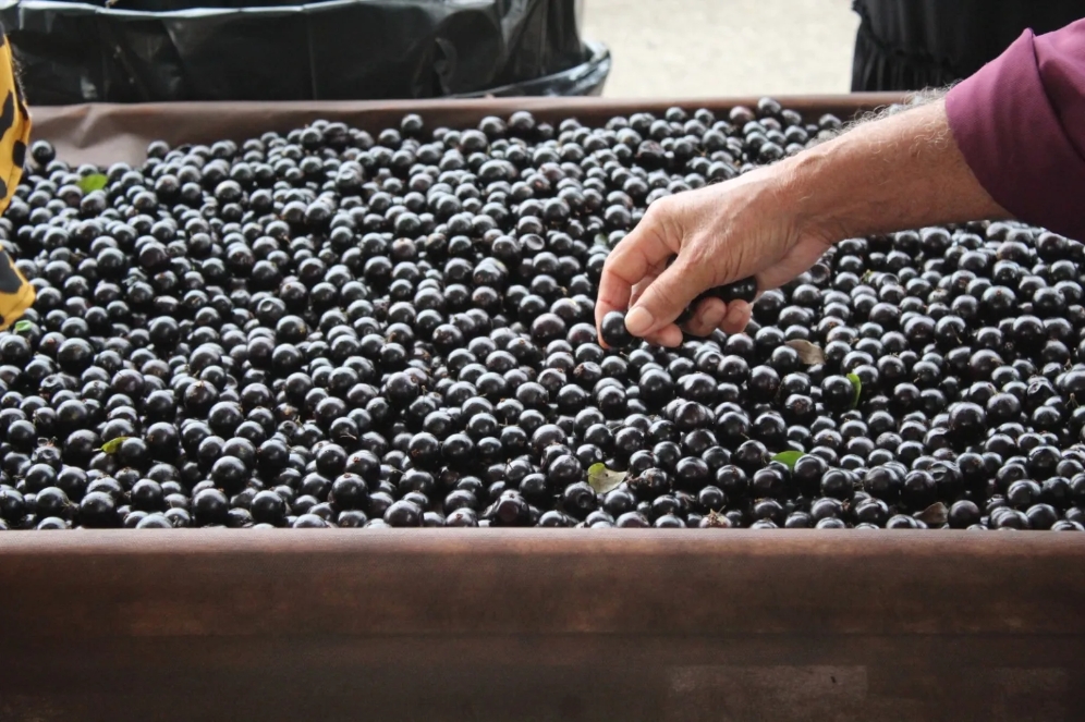 Terra da jabuticaba, Hidrolândia se destaca como destino turístico e referência no agronegócio em Goiás