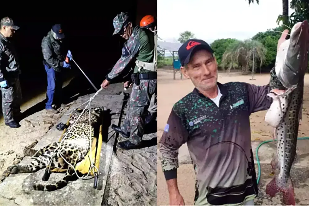 Onça-pintada que atacou e matou caseiro no Pantanal é capturada