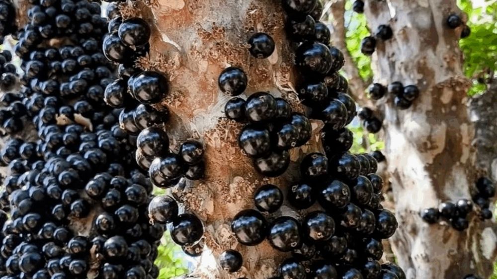 Fazenda com mais de 42 mil jabuticabeiras em Hidrolândia inicia temporada de visitação