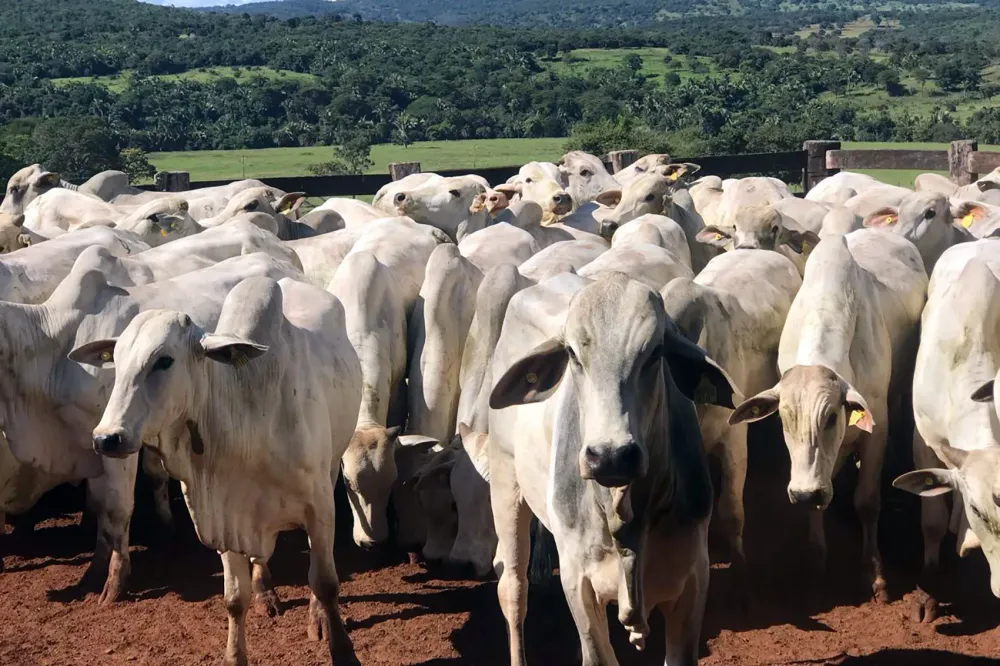 Governo de Goiás abre segunda etapa da Declaração de Rebanho a partir de sábado (1º/11)