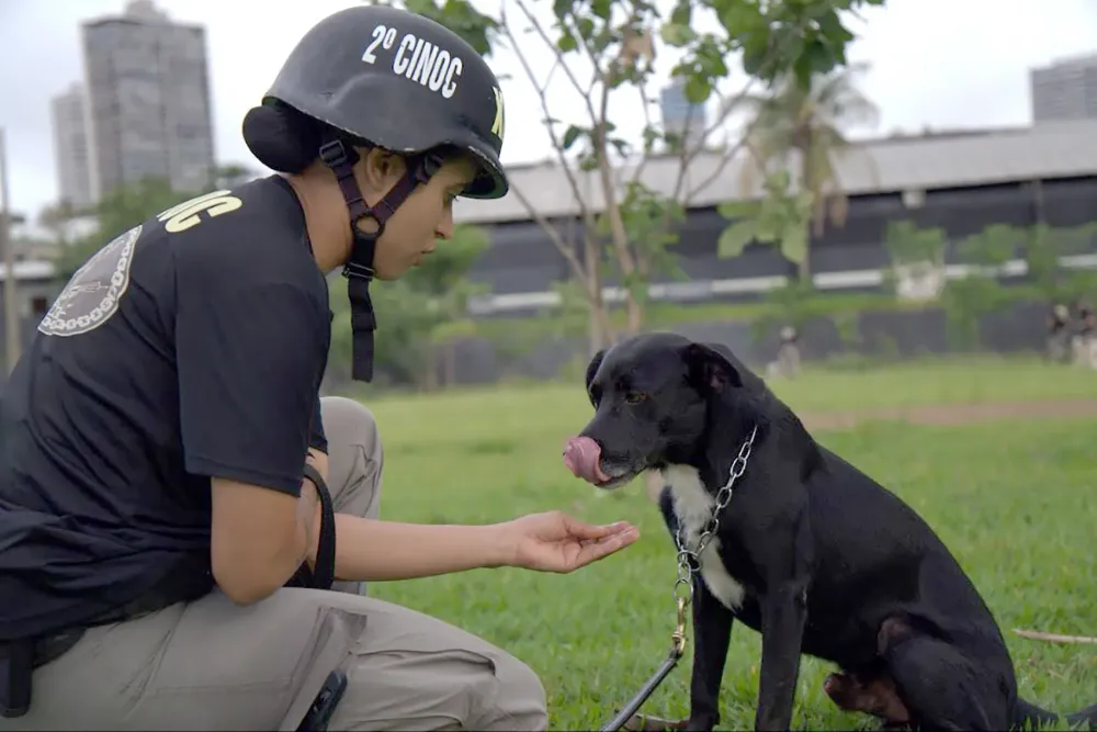 Governo promove projeto pioneiro de adestramento e adoção de cães de rua resgatados em Goiânia