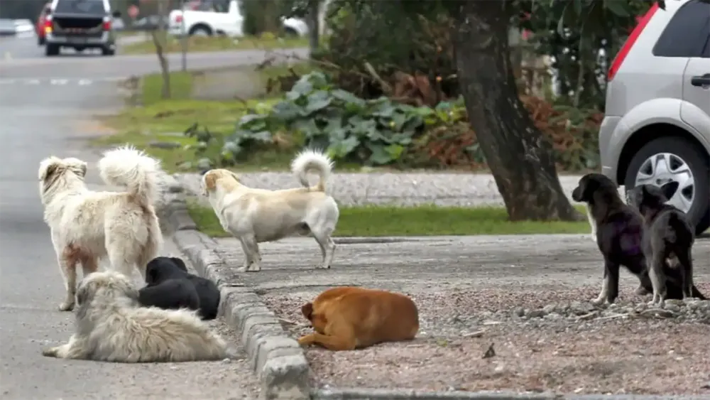 Justiça condena prefeitura em Goiás a indenizar mulher atacada por cachorro de rua