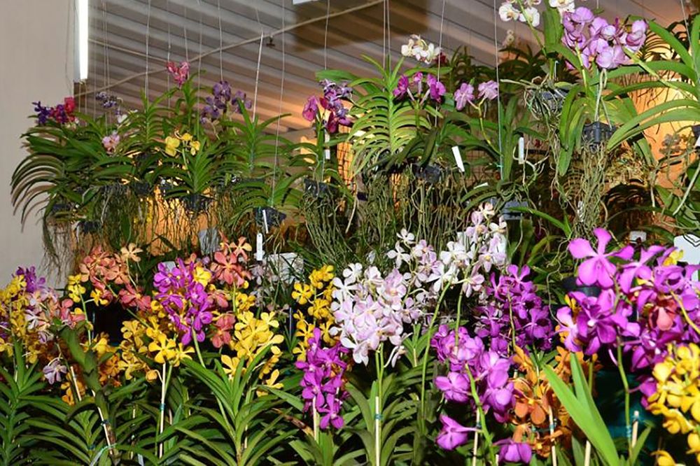 Piracanjuba celebra tradição e beleza na 43ª Exposição Nacional de Orquídeas