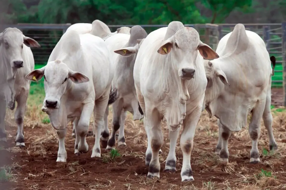 Governo brasileiro acelera negociação com UE para tentar reverter veto à carne brasileira