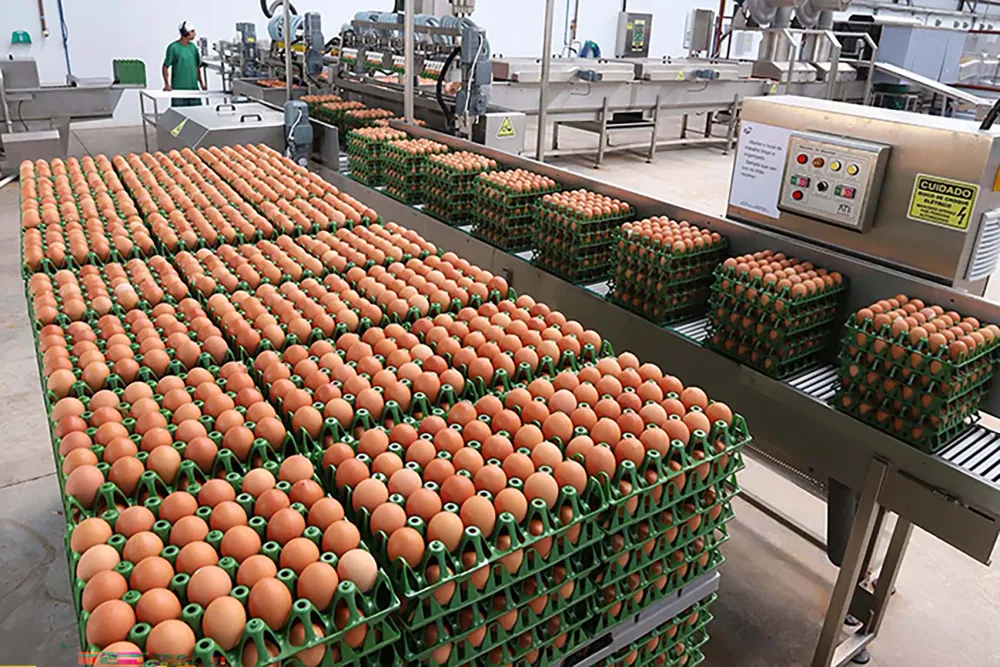 Goiás registra segundo maior volume de produção de ovos no primeiro semestre