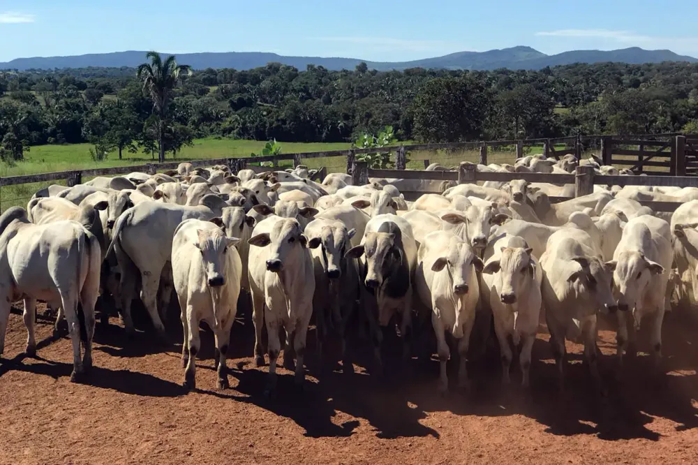 Agrodefesa convoca produtores goianos para a segunda etapa da Declaração de Rebanho 2026