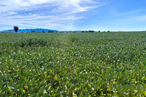 Produção de grãos em Goiás deve avançar 17% na safra 2024/2025