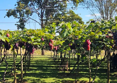 Temporada da Uva encanta visitantes com turismo rural e clima familiar em Piracanjuba