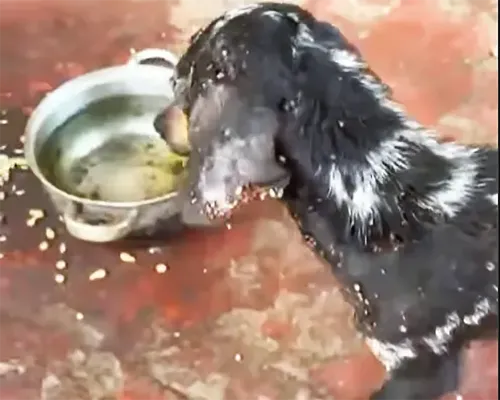 Maus-tratos: Cão é resgatado e dono é preso em flagrante pela Polícia Civil