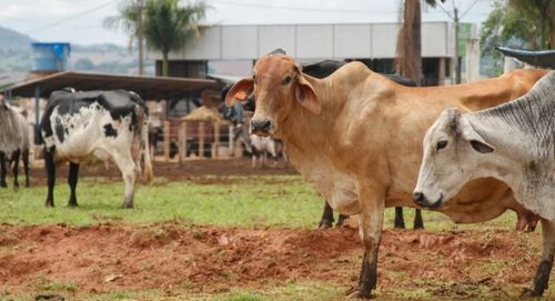 Cidades da Estrada de Ferro são contempladas com Programa de Melhoramento Genético de Bovino