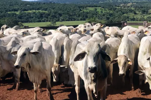 Governo de Goiás abre segunda etapa da Declaração de Rebanho a partir de sábado (1º/11)