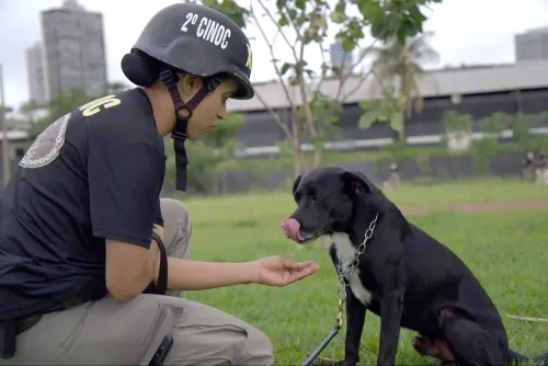 Governo promove projeto pioneiro de adestramento e adoção de cães de rua resgatados em Goiânia