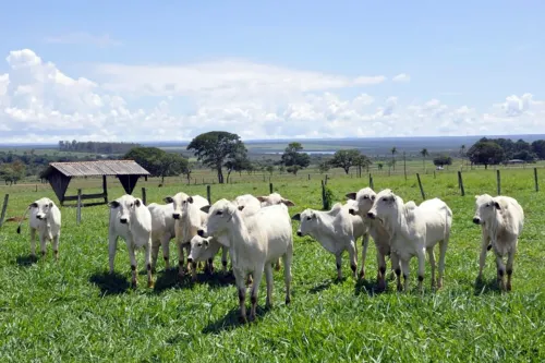Termina nesta quinta-feira (15/1) prazo da segunda etapa da Declaração de Rebanho em Goiás