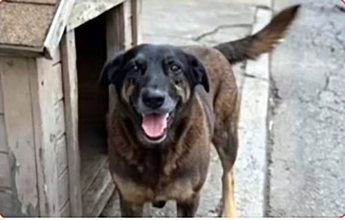 O que se sabe sobre o caso do cão ‘Orelha’, morto por adolescentes em Santa Catarina?