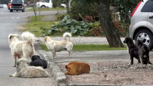 Justiça condena prefeitura em Goiás a indenizar mulher atacada por cachorro de rua