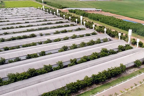 Grupo Josidith amplia mercado internacional e levará produto goiano para 57 países