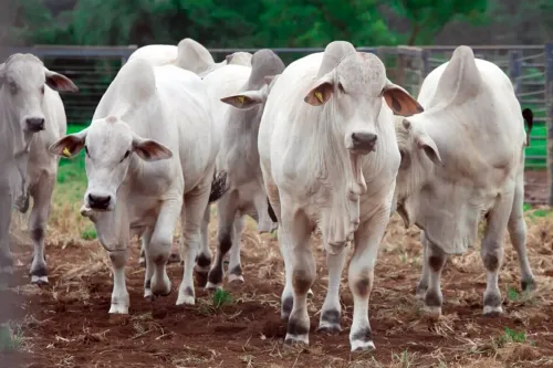 Governo brasileiro acelera negociação com UE para tentar reverter veto à carne brasileira