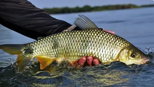 Araguaia 2026: veja quais peixes podem ser levados para casa durante a temporada de pesca