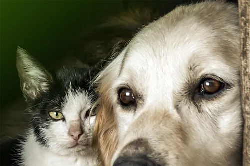 Câmara aprova suspensão da CNH para motorista que abandonar animais na rua