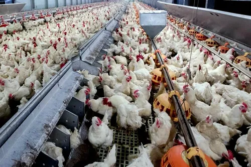 Abate de frango em Goiás cresce 7,1%, mostra IBGE