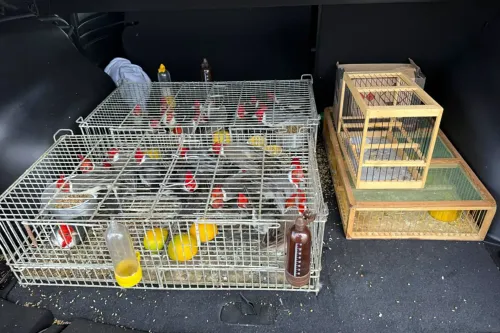 Aves silvestres são encontradas em porta-malas durante fiscalização na BR-153, em Morrinhos