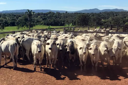 Agrodefesa convoca produtores goianos para a segunda etapa da Declaração de Rebanho 2026